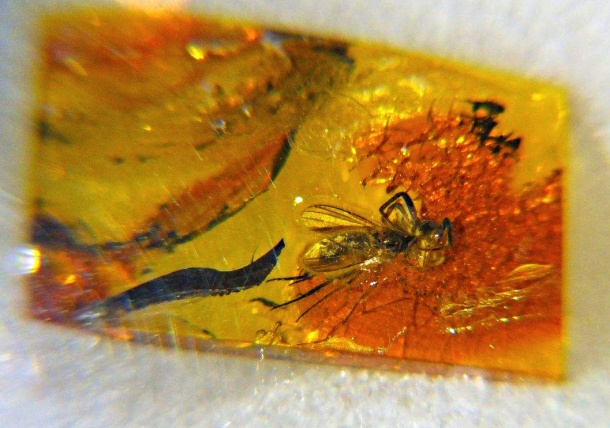 The Spider & the Fly in Baltic Amber... by Thomas Peace 2013