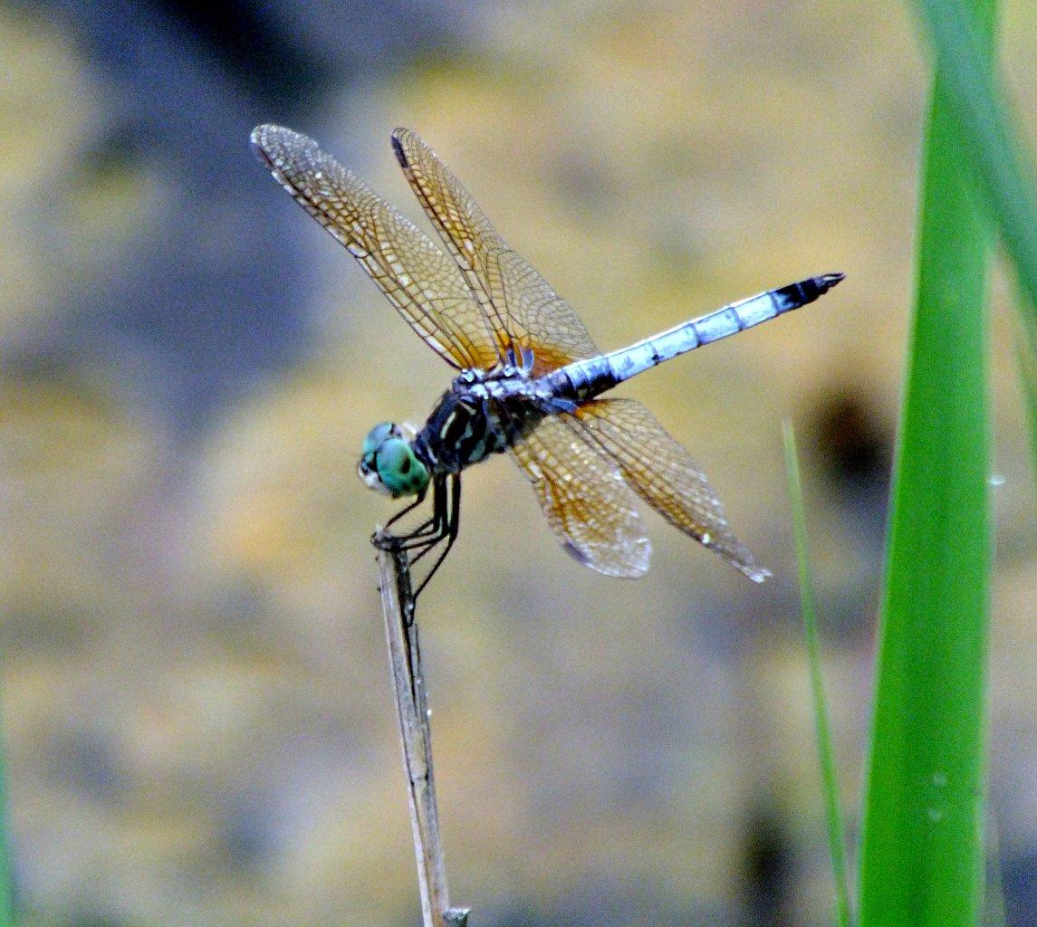 We were around before the time of the dinosaurs!  Blue Dasher Dragonfly ... photo by Thomas Peace 2014
