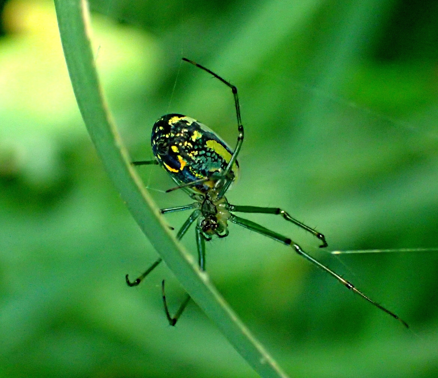 Orchard Spider... master weaver of webs (Photo 1) taken by Thomas Peace 2014