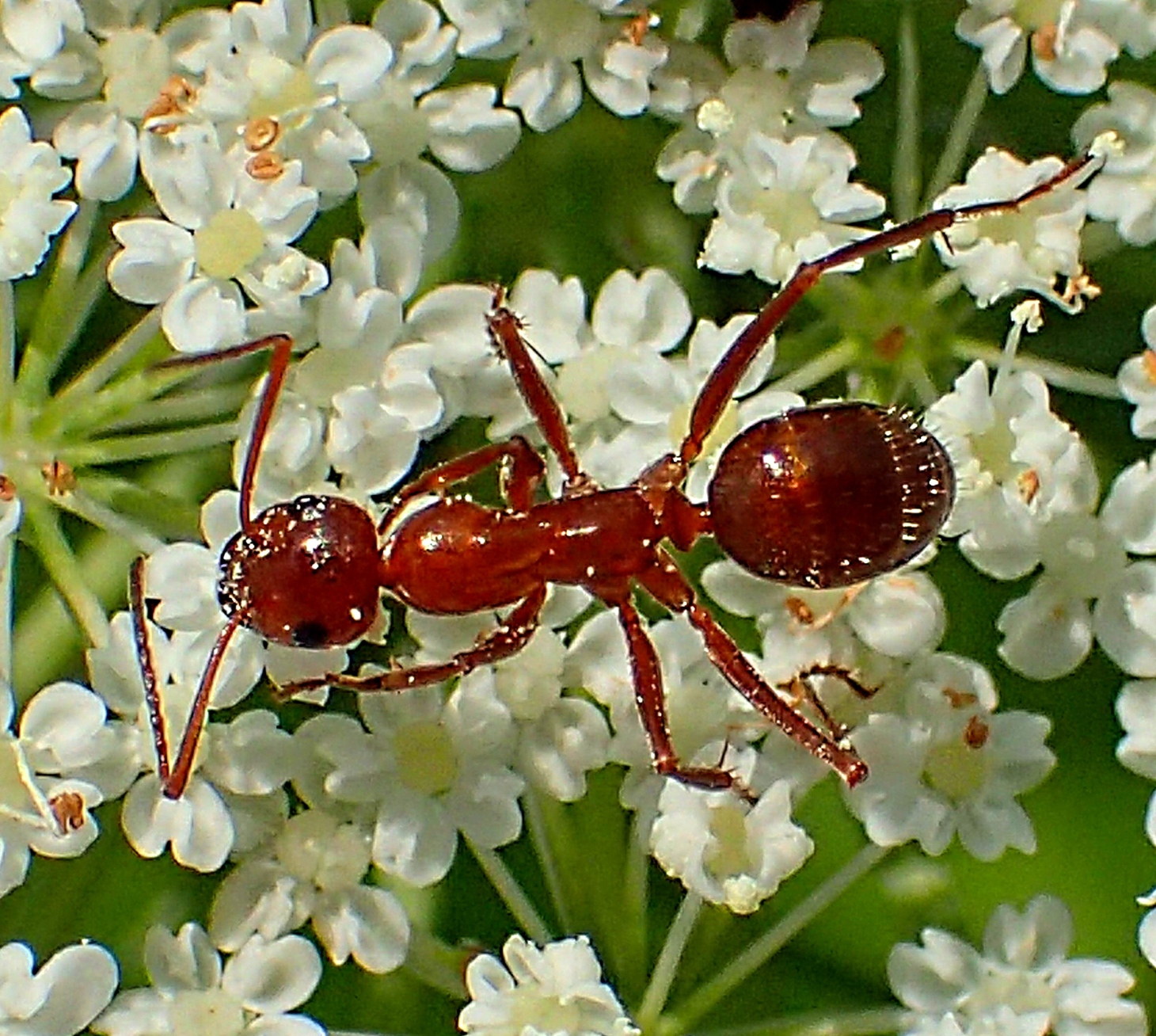 Ant on Queen Ann's Lace (2). Photo by Thomas Peace 2014