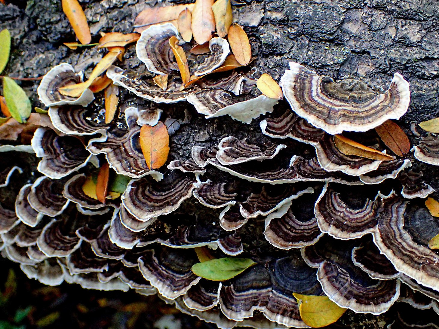 Some Bracket Fungus among us!  Photo by Thomas Peace 2014
