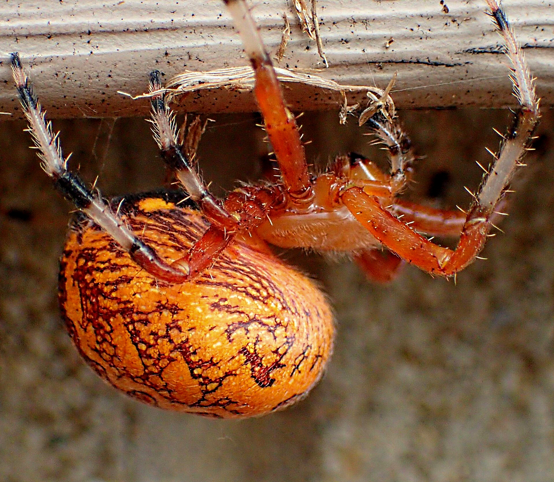 Marbled Orb Weaver Spider.  Photo by Thomas Peace 2014