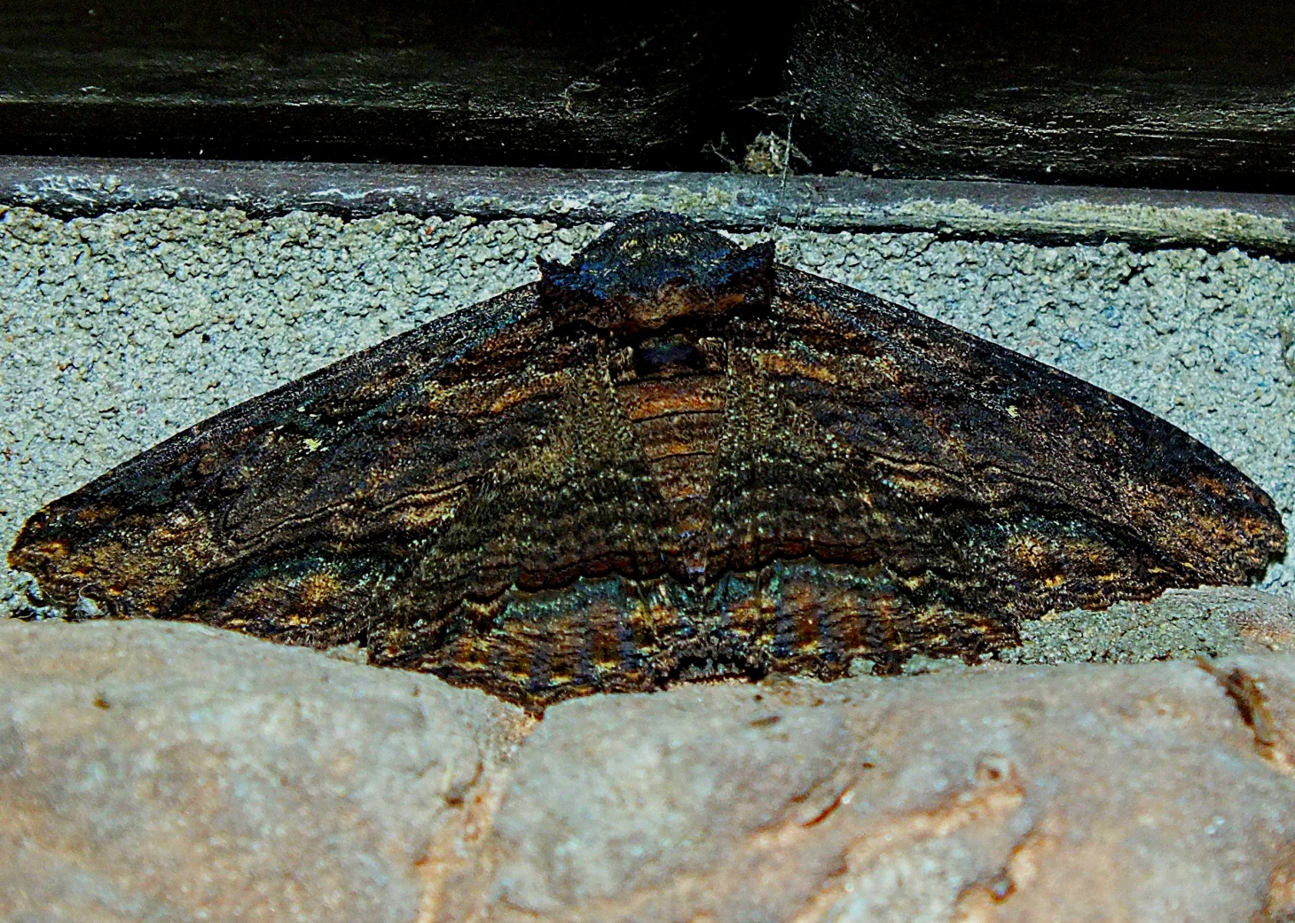 Bat-like Waved Sphinx Moth. Photo by Thomas Peace 2014