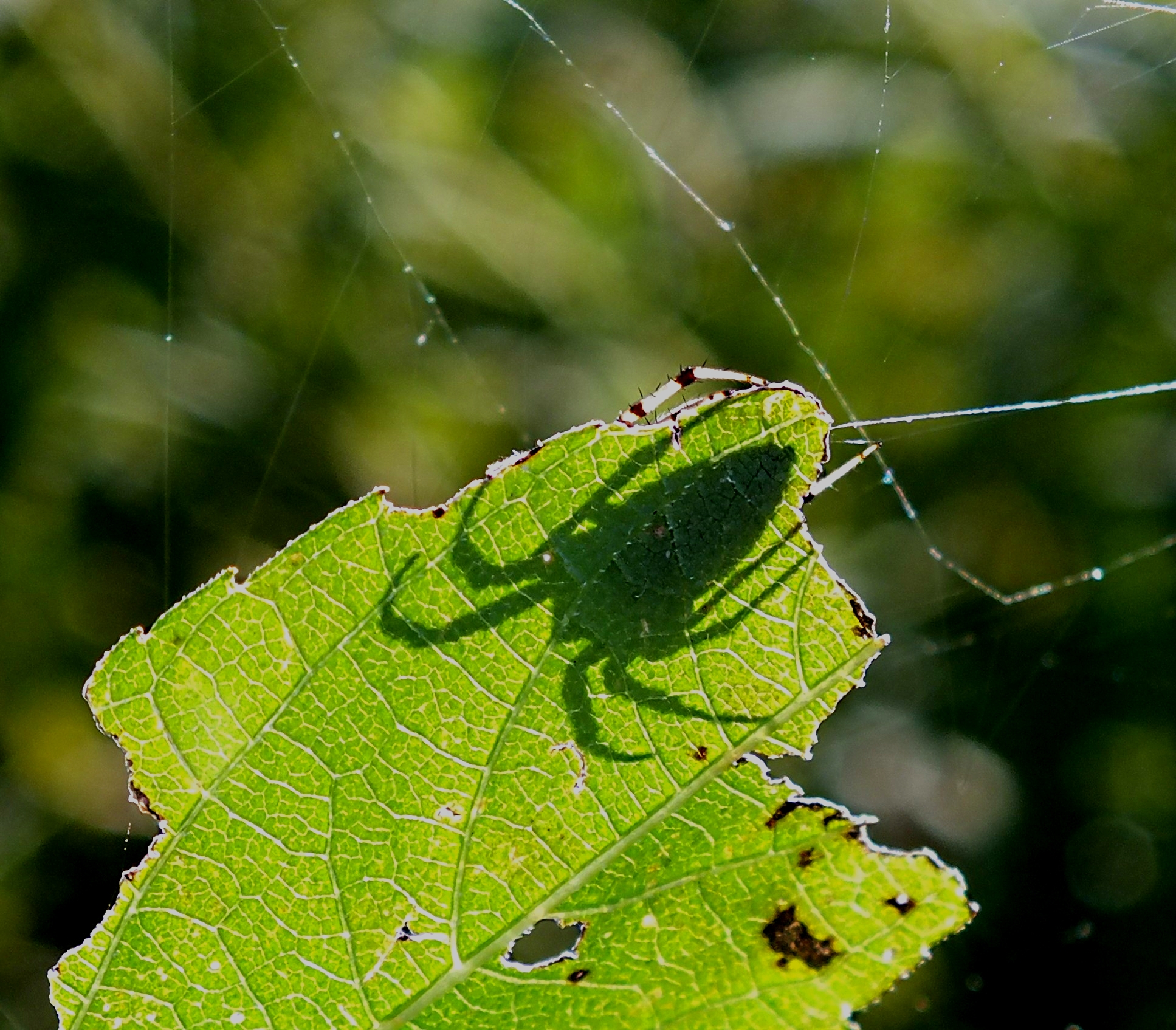 Spider Silhouette.  Photo by Thomas Peace 2014