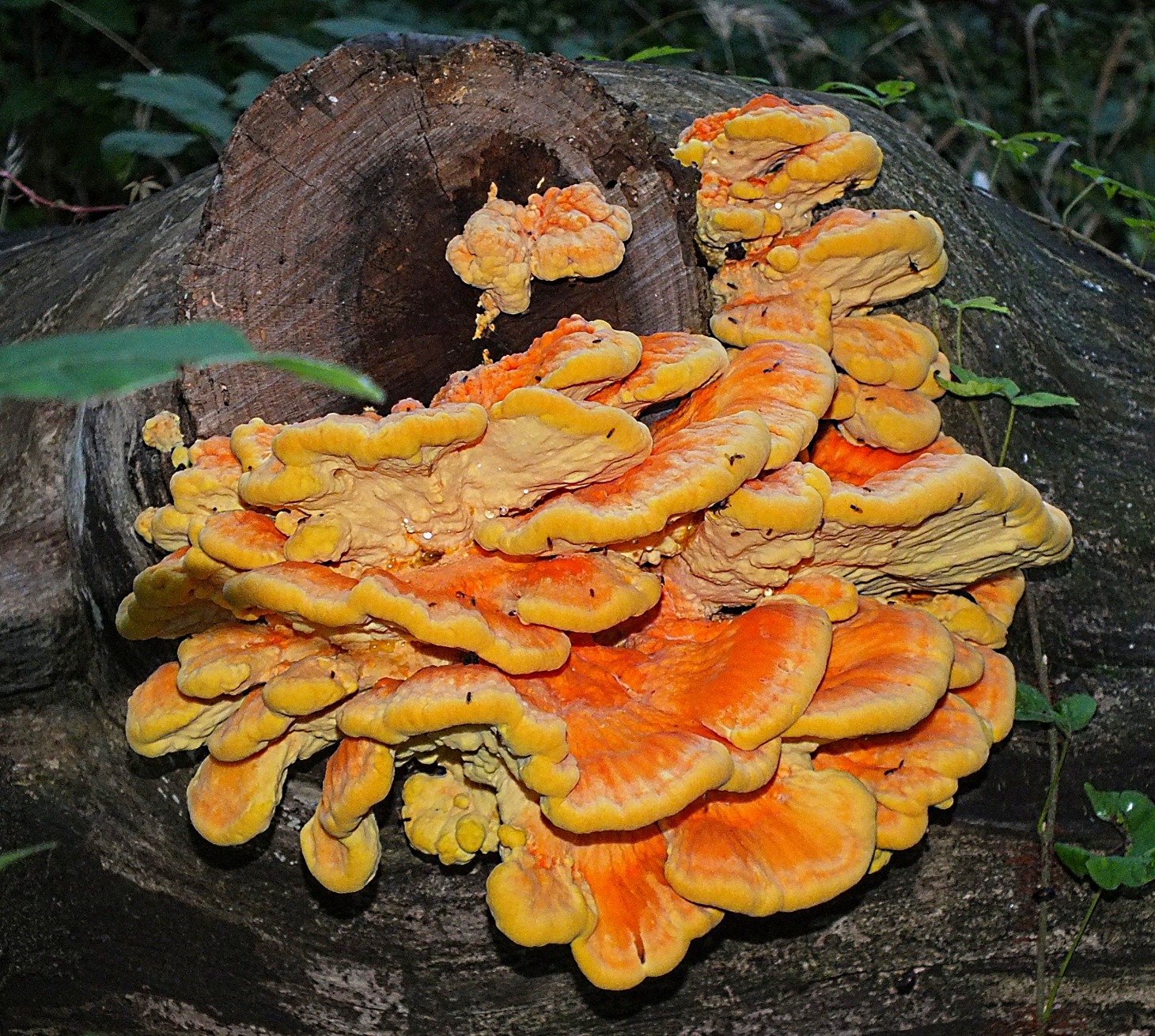 Chicken of the Woods surrounded by my arch enemy... poison ivy. Photo by Thomas Peace 2014