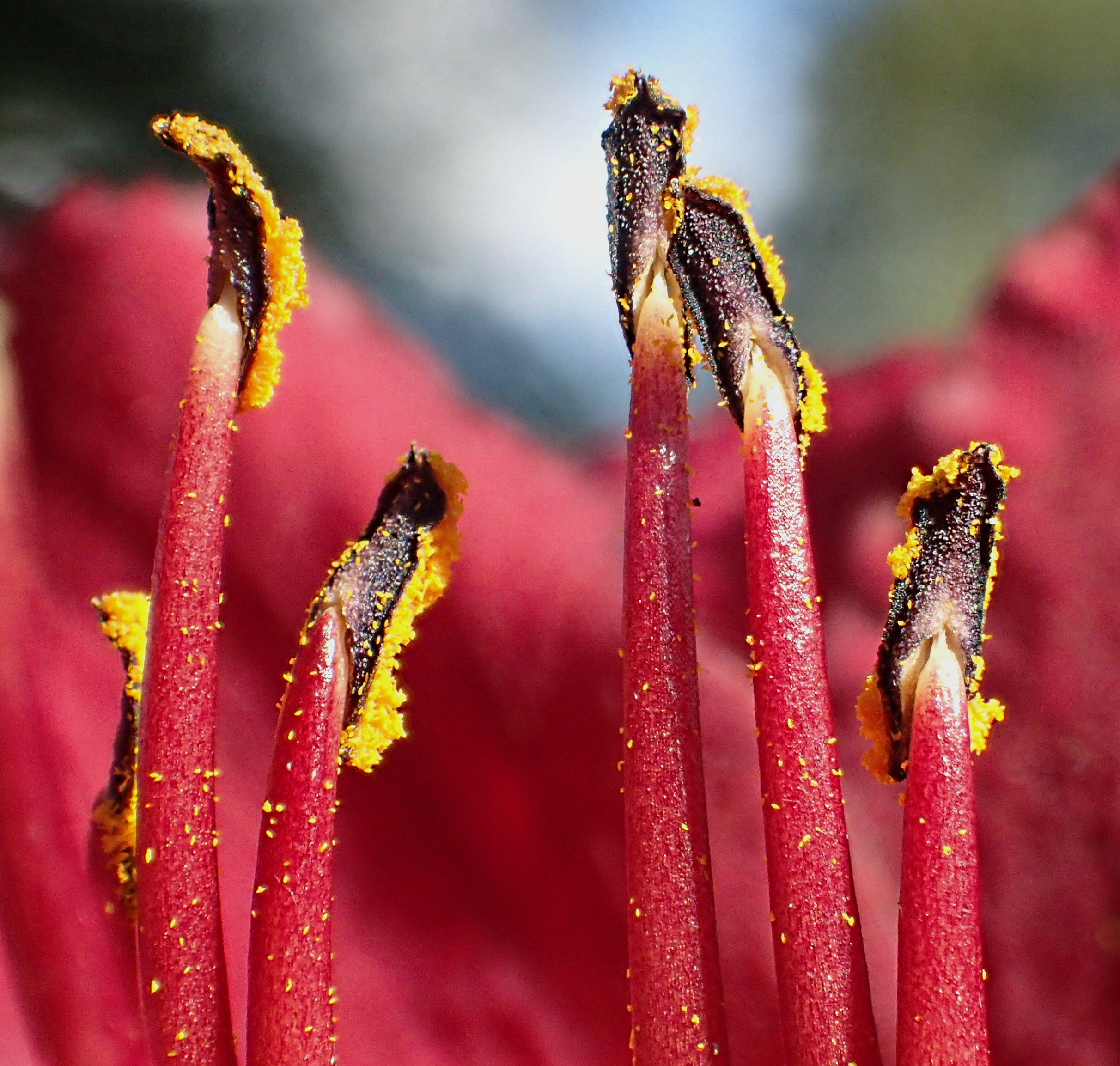 Pollen machines.  Photo by Thomas Peace 2014