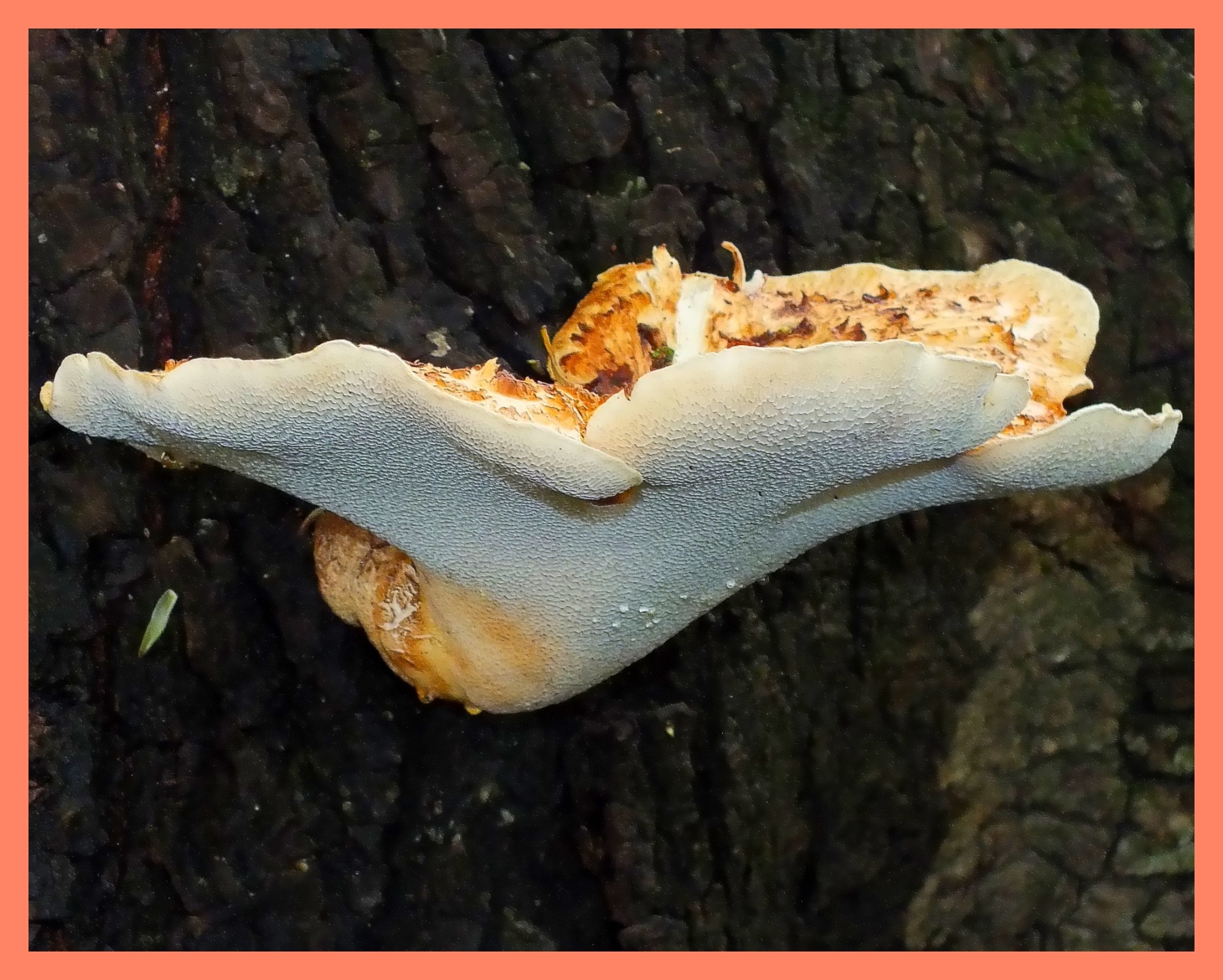 Polyporus squamosus - Dryad's Saddle (Mushroom growing upon a Tree). Photo by Thomas Peace c. 2015