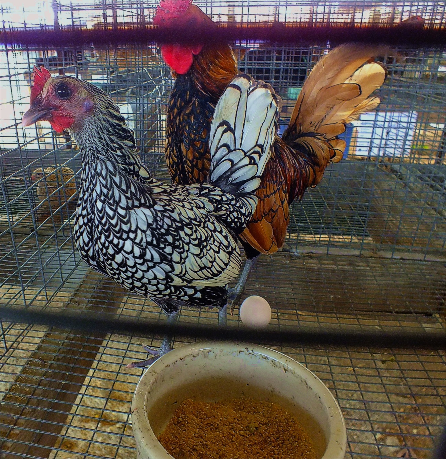 At the County Fair... Rooster, Hen & Youngster.  Photo by Thomas Peace c. 2015