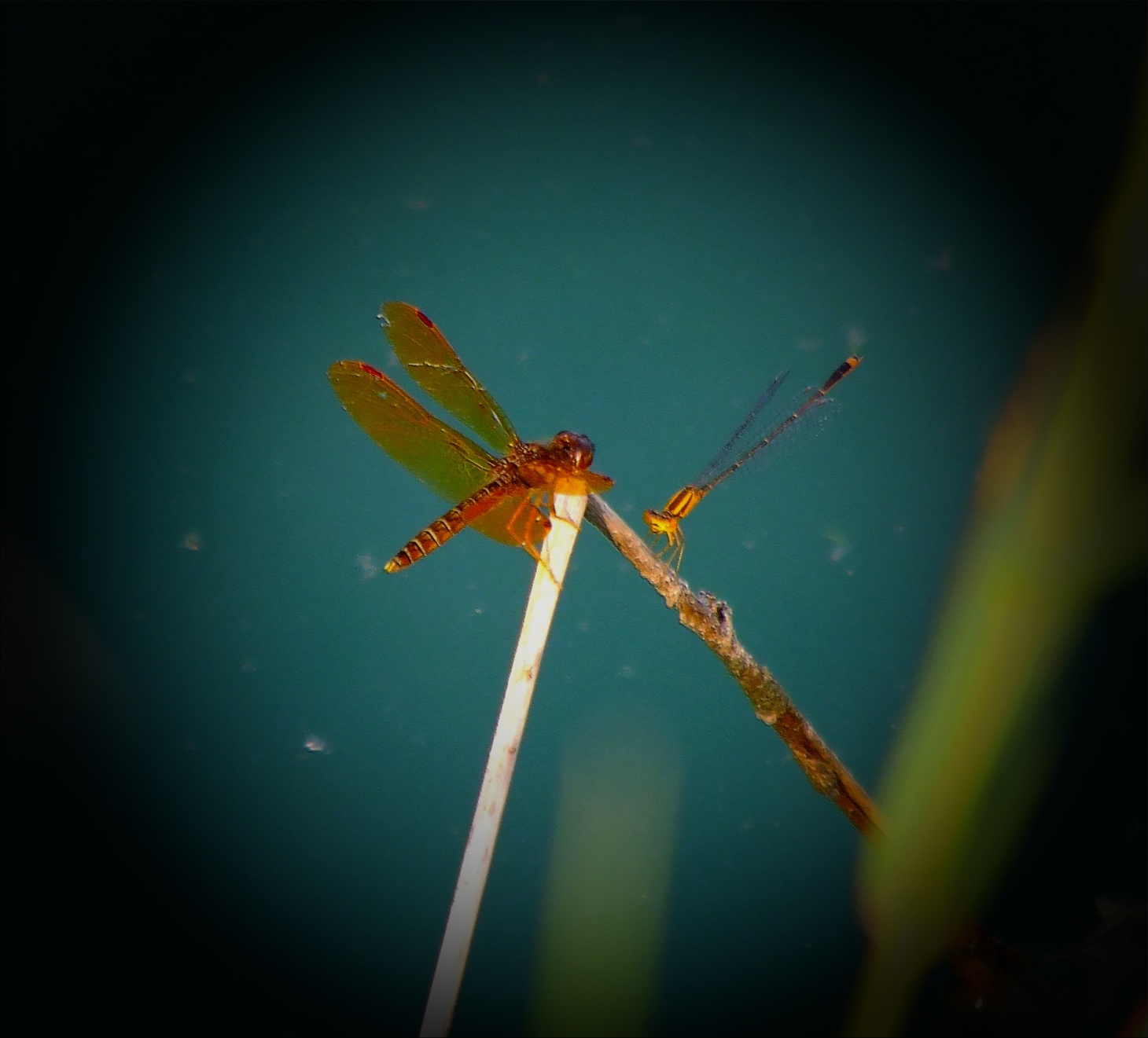  Dragonfly and Damselfly. Photo by Thomas Peace c. 2015