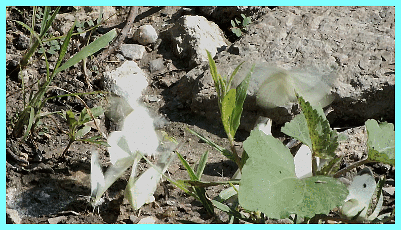 The Cabbage Butterfly Club. Video by Thomas Peace c. 2016